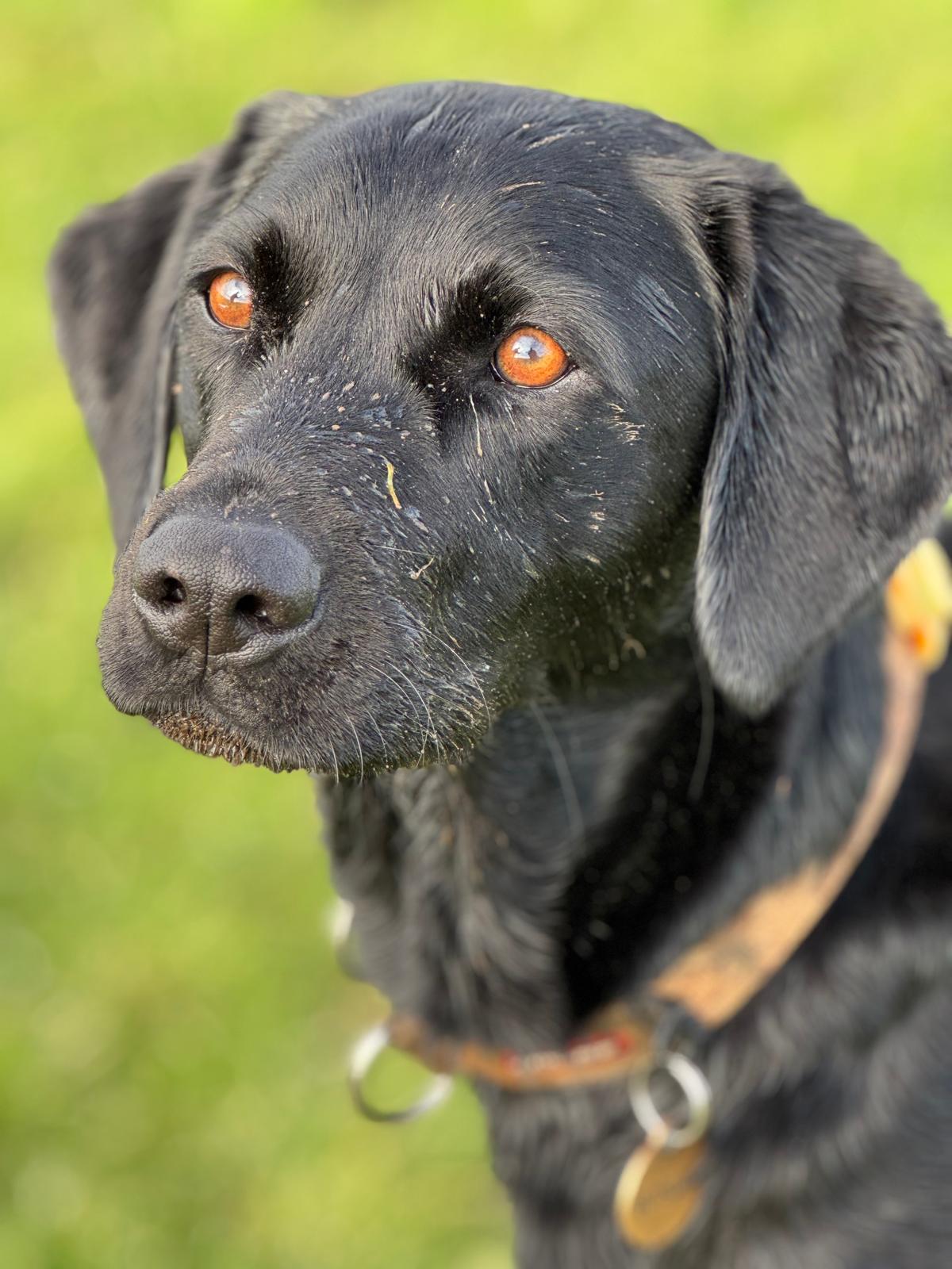 Healthy active dog on a professional walking route through Stubbington