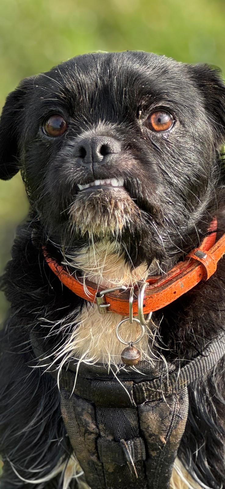 Happy pup on a countryside walk near Lee-on-the-Solent