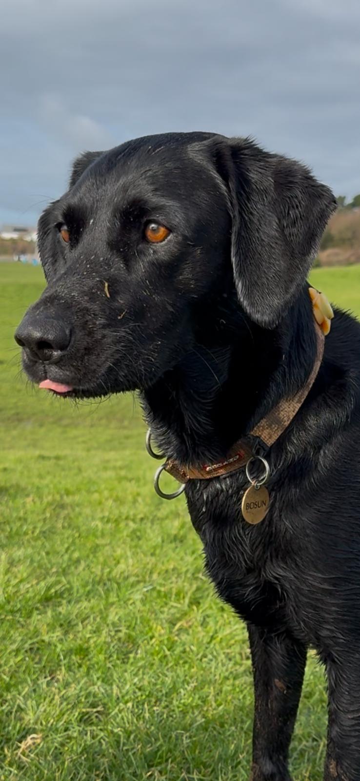 Dog enjoying exercise and fresh air on a Fareham park walk