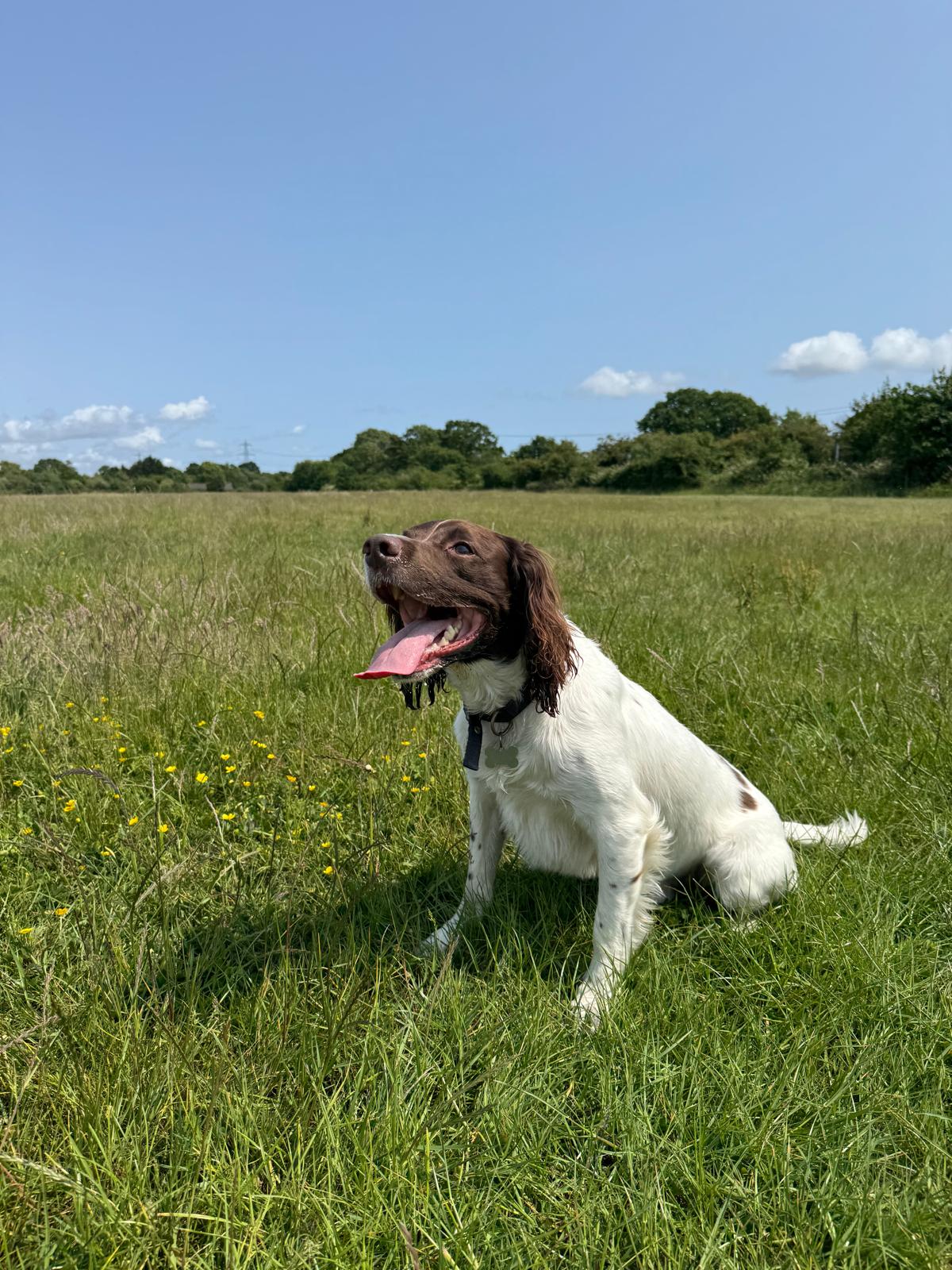 Professional dog walking service through scenic Hampshire trails