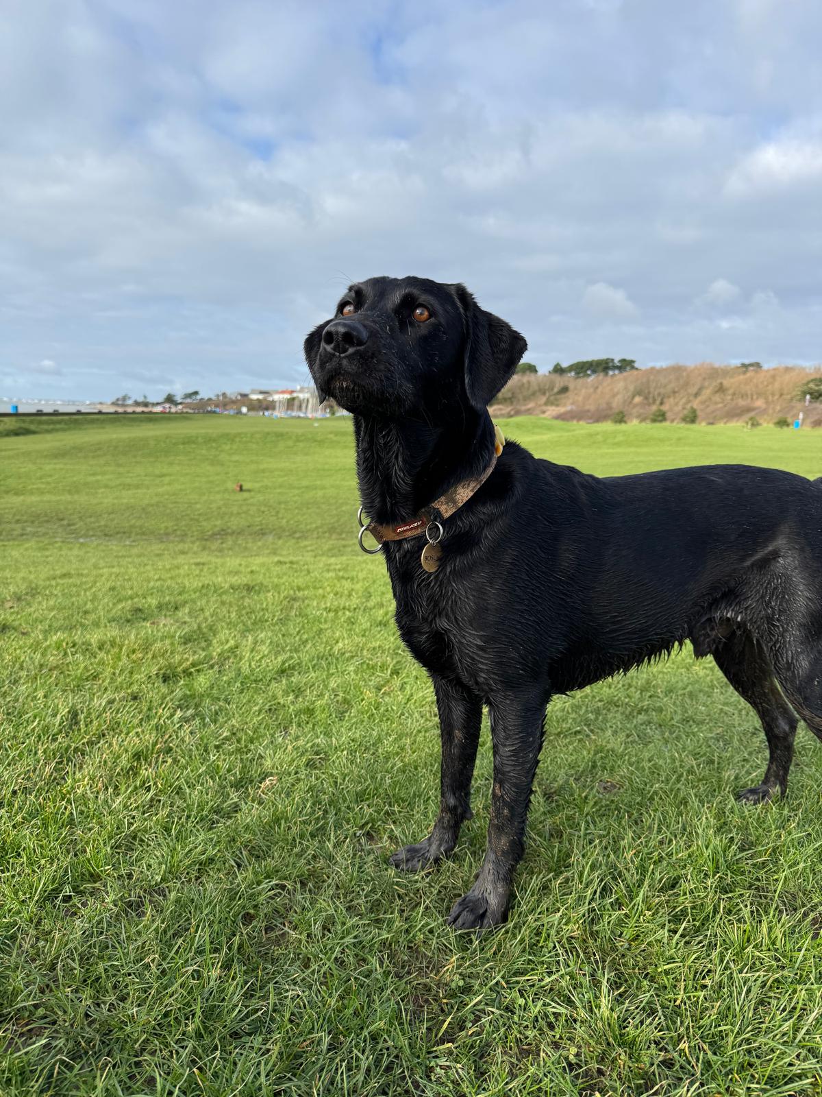 Trusted local dog walker with happy dogs in Titchfield Village