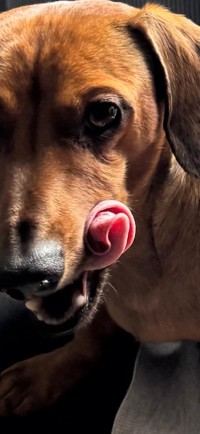 Playful dogs socialising during a group walk in Warsash
