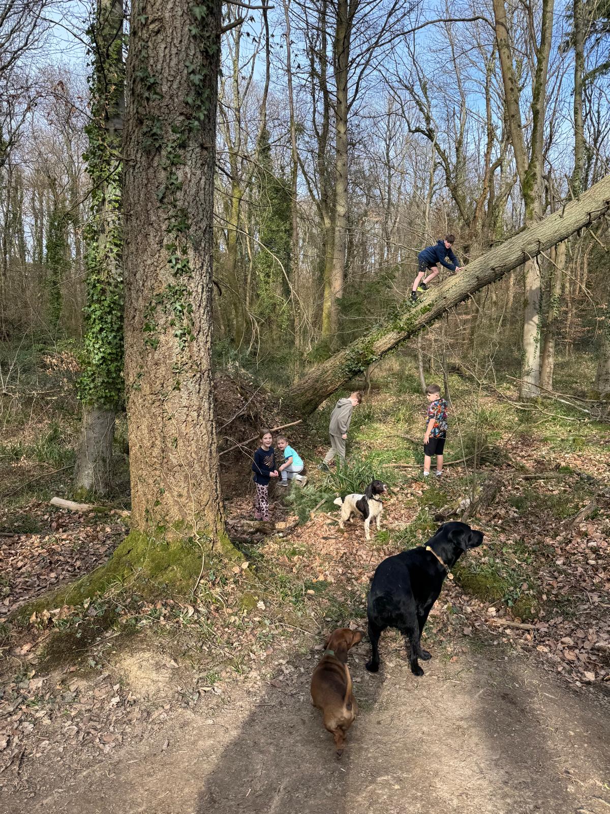 Dog walking adventure through Warsash nature trails